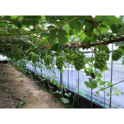 〈先行受付〉2026年産　香川県産シャインマスカット2房【2026年8月中旬以降発送予定!】