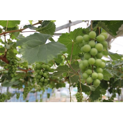 〈先行受付〉2026年産　香川県産シャインマスカット2房【2026年8月中旬以降発送予定!】