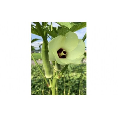【先行予約受付中】夏のお野菜セット ( 旬の夏野菜 5～10種類前後 )