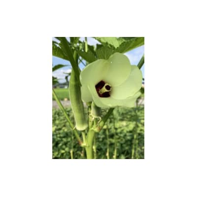 【締切間近】無農薬 無化学肥料 無除草剤 夏のお野菜セット_Z2600046