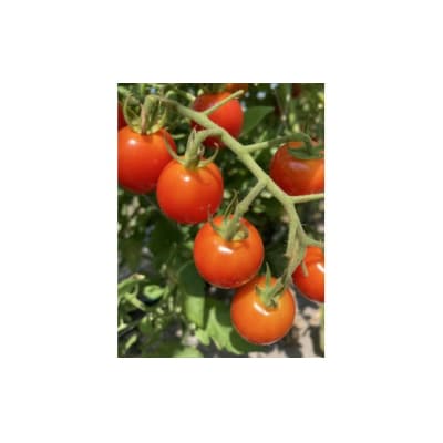 【締切間近】無農薬 無化学肥料 無除草剤 夏のお野菜セット_Z2600046