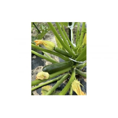 【締切間近】無農薬 無化学肥料 無除草剤 夏のお野菜セット_Z2600046