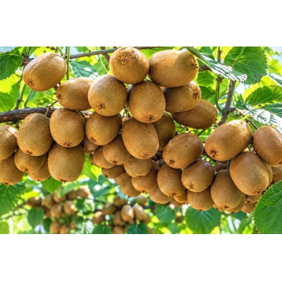 香川県産 さぬきキウイっこ 約800g　　20～40個入_Z2600545