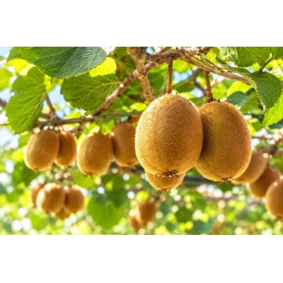 香川県産 さぬきエメラルドキウイ 約1.2kg　7-16玉入_Z2600548