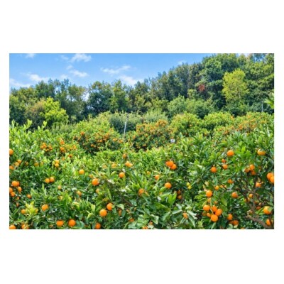 香川県産 普通温州みかん 大玉　約4kg　3L-2L　約20-35個_Z2600563