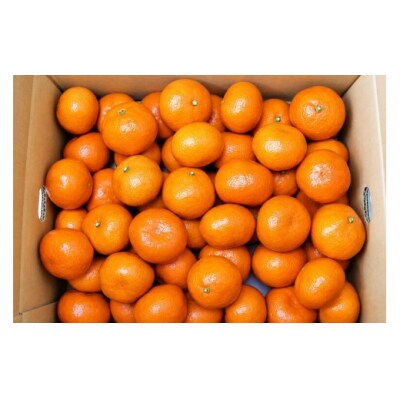 香川県産 金時紅みかん 約2.5kg 化粧箱入　21-30玉_Z2600569