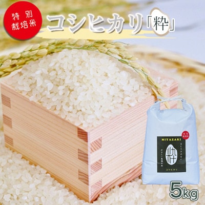 令和6年産　特別栽培米「粋」コシヒカリ5kg(白米)