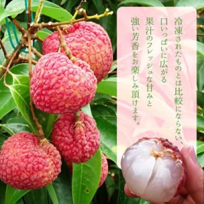 ※数量限定※希少!宮崎県産 国産 生ライチ 1kg ※最終受付中!※