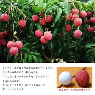 ※数量限定※希少!宮崎県産ライチ大粒12個入り(化粧箱入り) ※最終受付中!※