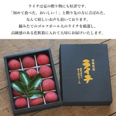 ※数量限定※希少!宮崎県産ライチ大粒12個入り(化粧箱入り) ※最終受付中!※