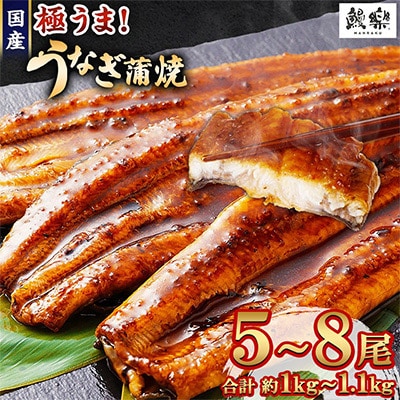 国産うなぎ(国産 鰻) 5～8尾(計1.0kg～1.1kg)(高鍋町)