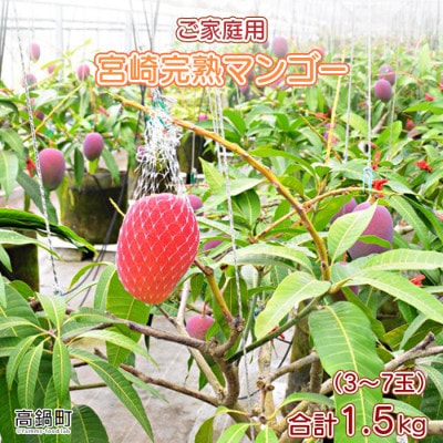 宮崎県産 完熟マンゴー 「家庭用」(約1.5kg)