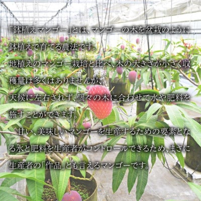 宮崎県産 完熟マンゴー「紡」(約300g～約350g 2個もしくは約260g～約300g 3個)