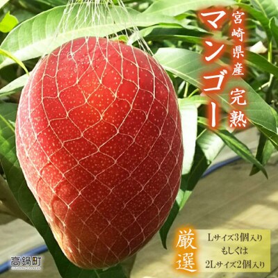 【先行予約】宮崎県産 完熟マンゴー (L×3個 or 2L×2個)