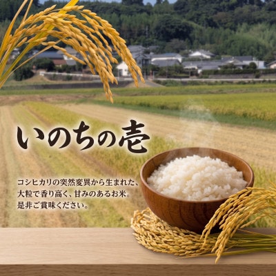 【さとふる限定】令和8年産 いのちの壱 5kg(玄米)(宮崎県産米)【新米】