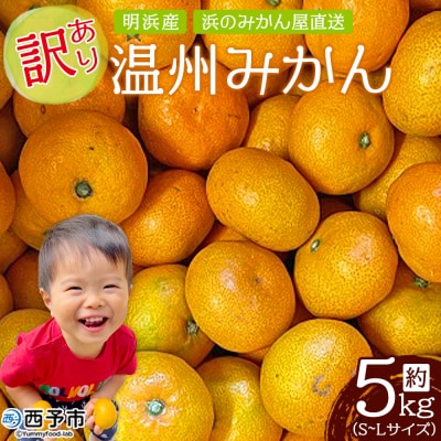 明浜産 浜のみかん屋直送 温州みかん 訳あり(5kg)