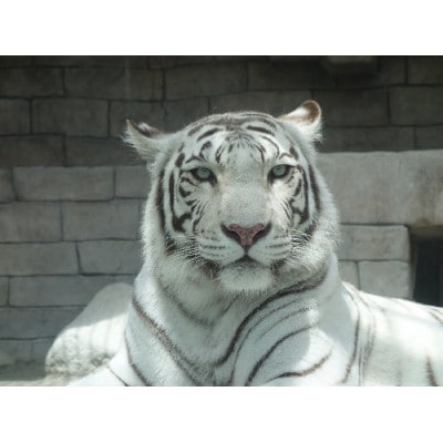 東武動物公園「入場券+のりもの券10枚綴り」(ペア)