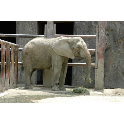東武動物公園「入場券」(1人分)