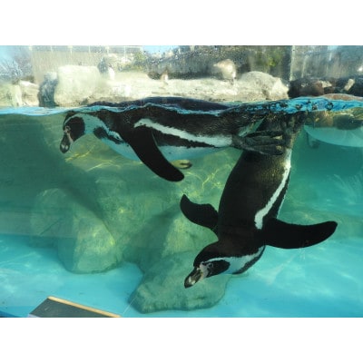 東武動物公園「入場券+のりもの券10枚綴り」(1人分)