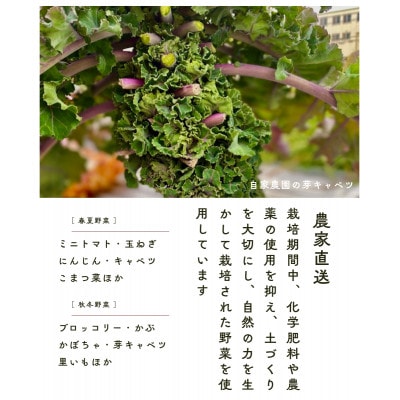 まんま菜　冷凍野菜ペーストおまかせ4種セット