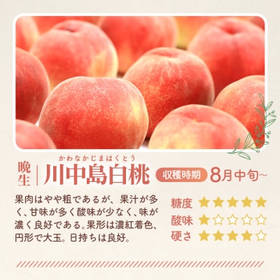 もも【川中島白桃・2026年産先行受付】特秀1.5kg　桑折町産　JAふくしま未来　桃