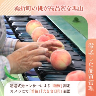 もも【ふくあかり・2026年産先行受付】特秀　3kg　桑折町産　JAふくしま未来　桃