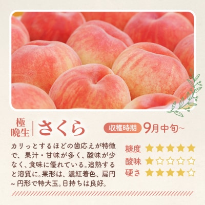 もも【さくら・2026年産先行受付】特秀3kg(8～11玉)桑折町振興公社　桃