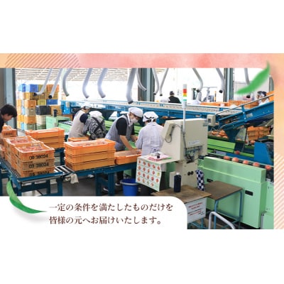 もも【あかつき・2026年産先行受付】特秀1.2kg「献上桃の郷ブランド品」桑折町産　JAふくしま未