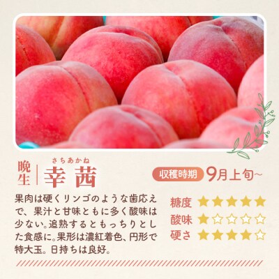 もも【幸茜・2026年産先行受付】特秀1.2kg　桑折町産　JAふくしま未来　桃