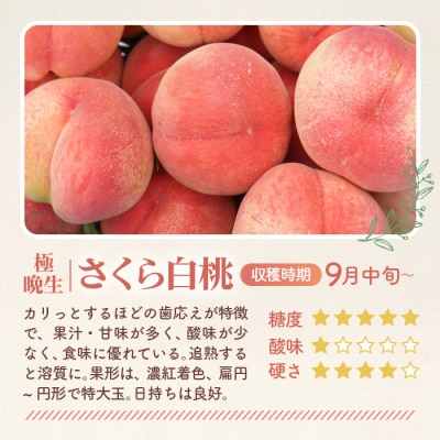 もも【さくら白桃・2026年産先行受付】特秀1.2kg　桑折町産　JAふくしま未来　桃