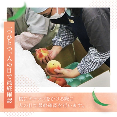 もも【2026年産9月発送/品種おまかせ/先行受付】特秀3kg(8～11玉)桑折町振興公社