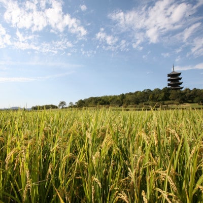 令和5年6月より配送〕【令和4年産】そうじゃのお米【精白米