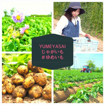 【2023年8月発送】YUMEYASAIの道産新ジャガきたあかり(Mサイズ)2kg
