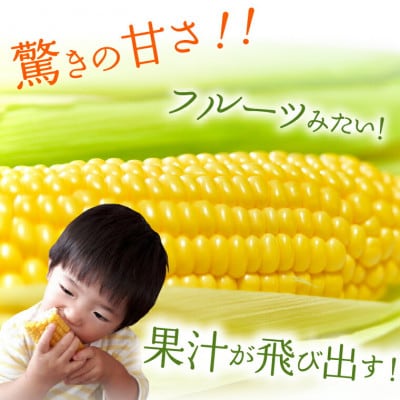 【2023年8月中旬頃出荷開始】北海道産スイートコーン とうもろこし45本　30-008