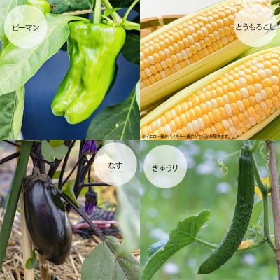 【夏季限定】石狩産 とれたて野菜の詰合せ 130084