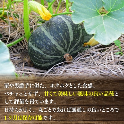 北海道 石狩産かぼちゃ 10kg