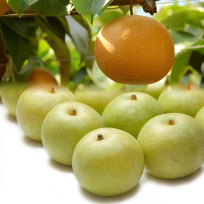 二十世紀梨と新甘泉のセット 3kg