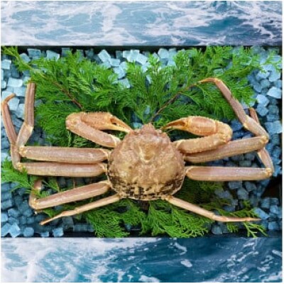 【活き】ご自宅用松葉ガニ　大　1枚(800～940g前後)