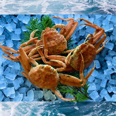 【蒸し】訳あり足折れ日本海産親ガニ(セコガニ)　3枚
