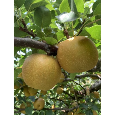 鳥取県産 梨「新甘泉」3kg