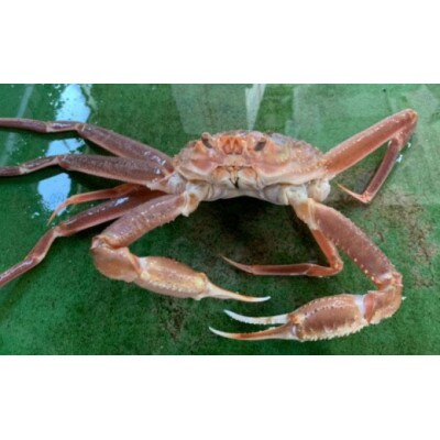 【魚倉】足1本なし生松葉ガニ訳あり(特特大1,100g以上)