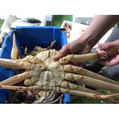 【魚倉】足1本なし生松葉ガニ訳あり(特特大1,100g以上)