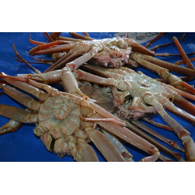 【魚倉】足1本なしボイル松葉ガニ訳あり(特特大1,100g)