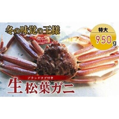 【魚倉】タグ付き生松葉ガニ(950g)