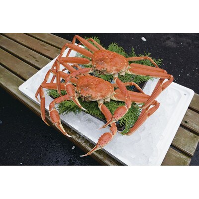 【魚倉】訳ありボイル松葉ガニ2枚セット(1枚700g以上)