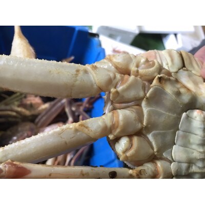 【魚倉】訳あり生松葉ガニ2枚セット(1枚700g以上)