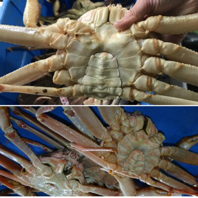 【魚倉】足1本なし生松葉ガニ訳あり(950g)