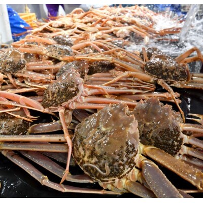 【魚倉】足1本なし生松葉ガニ訳あり(大800g)