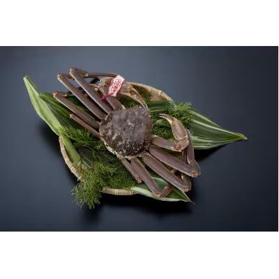 【魚倉】タグ付き生松葉ガニ(中650g)