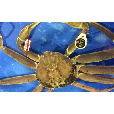 【魚倉】五輝星生松葉ガニ(1.2kg)数量限定品
